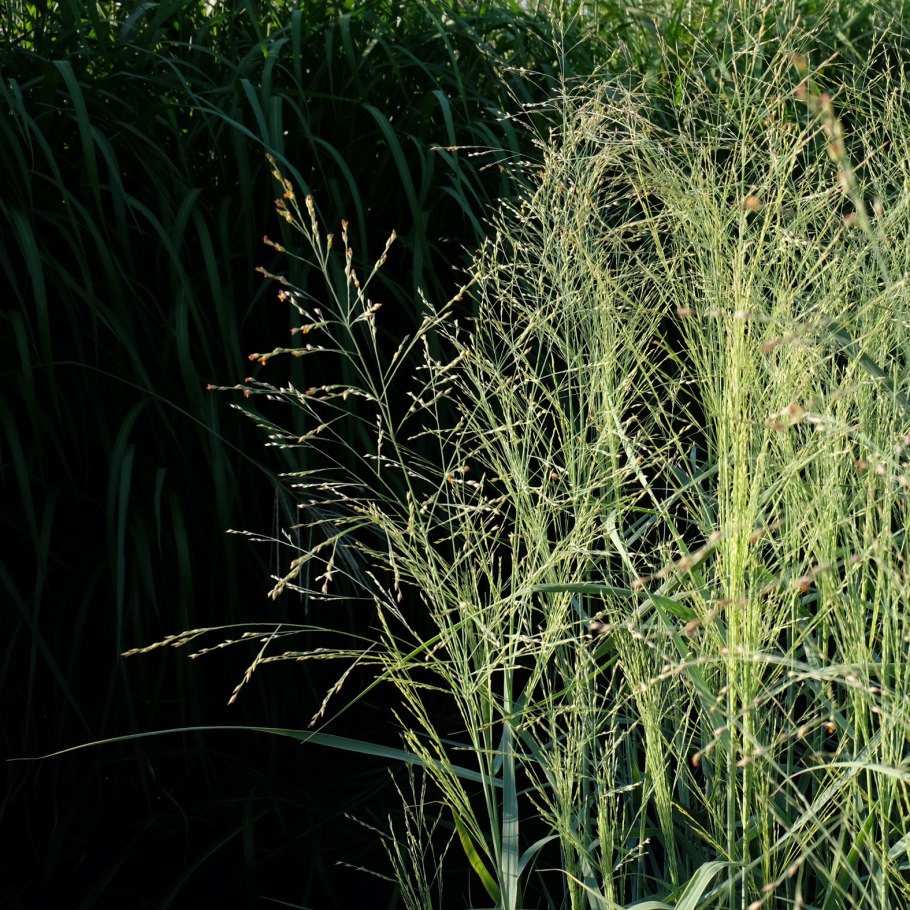 Осока сытевидная