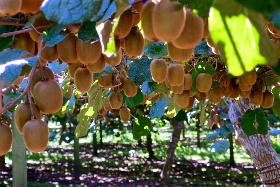 Деревья Espalier