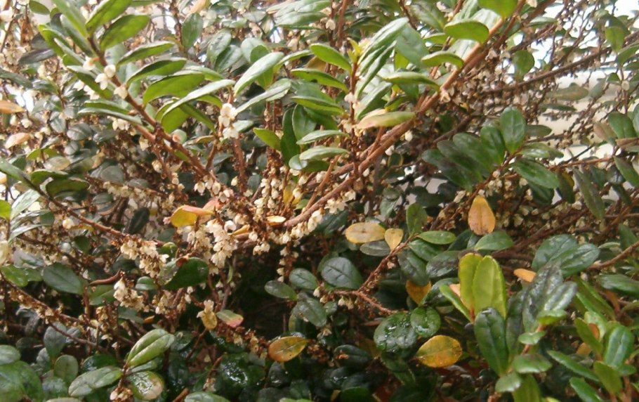 Палеотропики