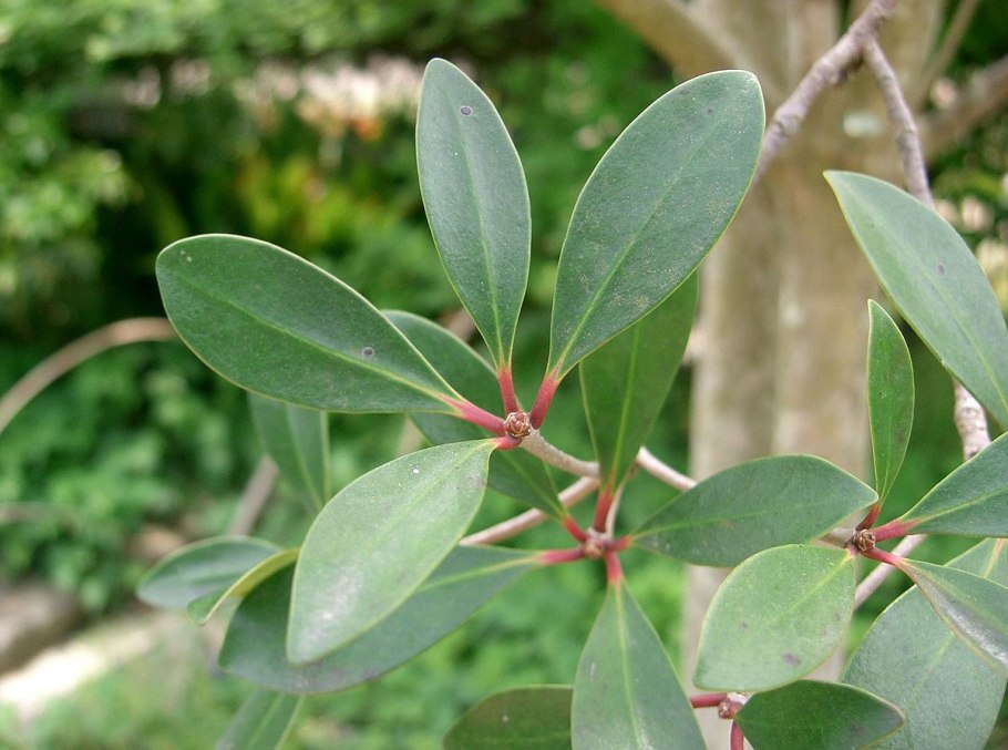 Cleyera japonica