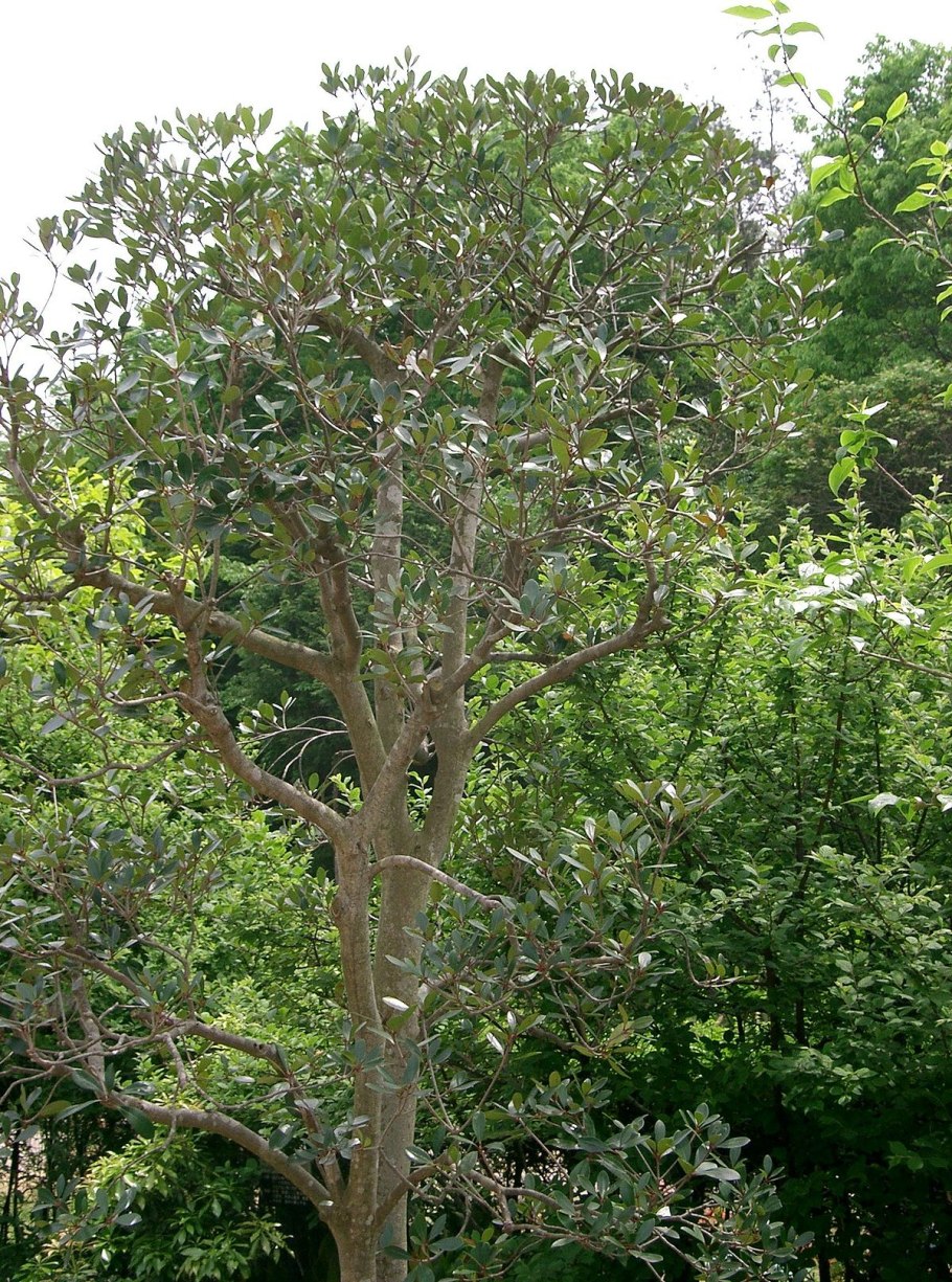 Тернстремия японская