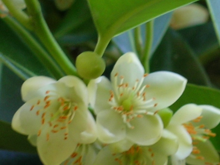 Cleyera japonica 'Tokyo Sunrise'