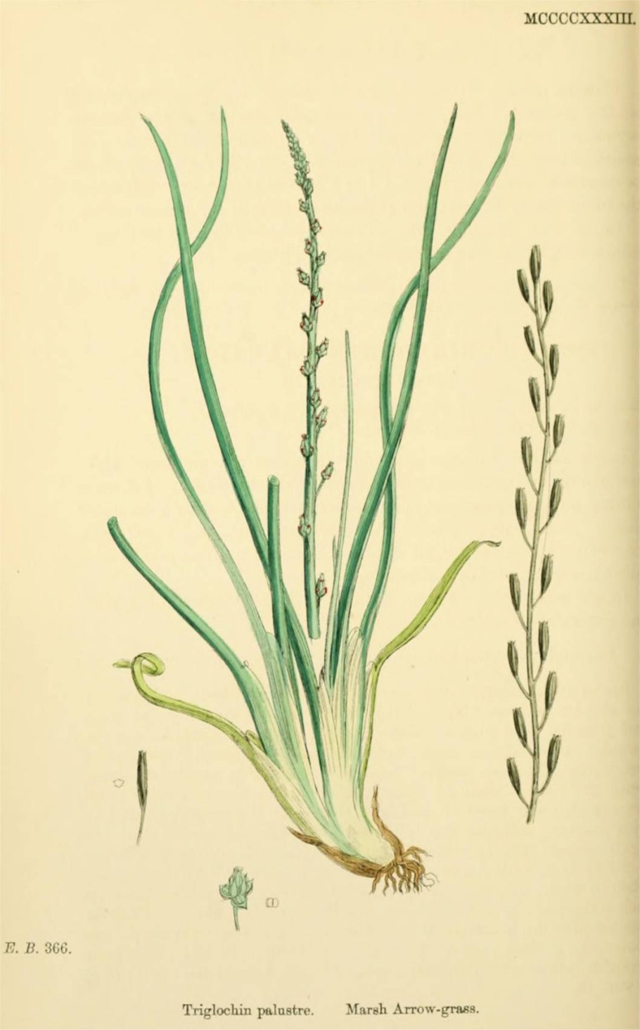 Подорожник перистый (Plantago coronopus)