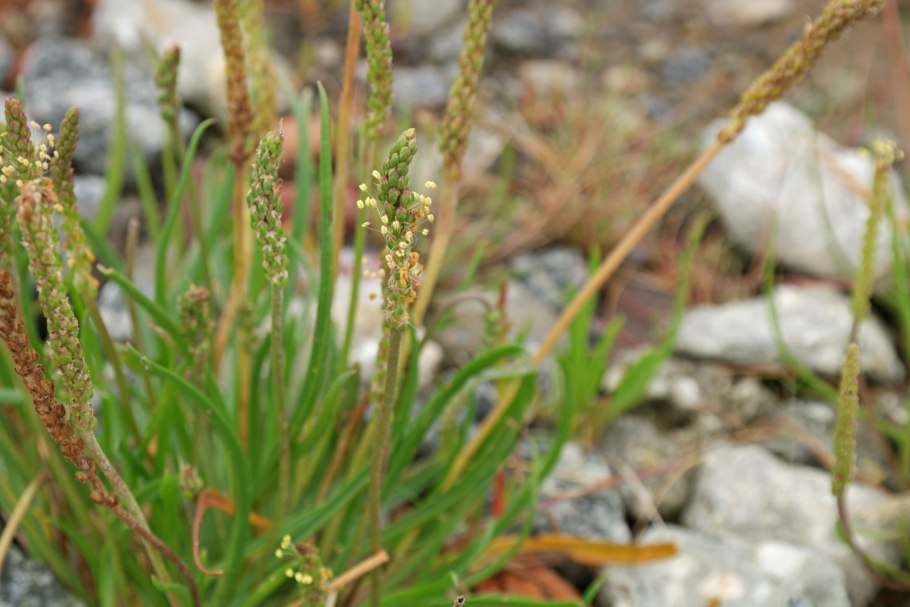 Подорожник Приморский