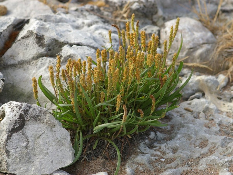 Plantago subulata растение