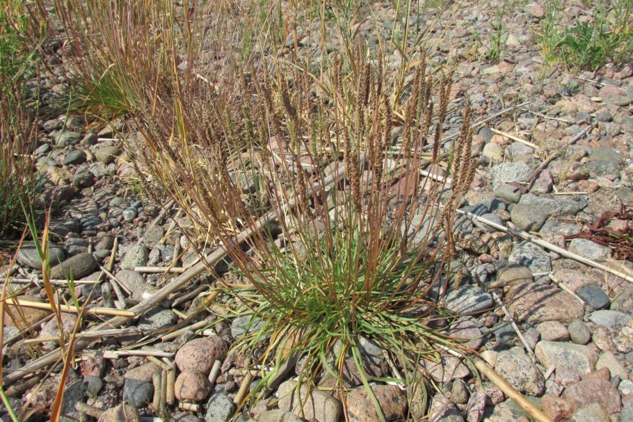 Колосняк ветвистый (Острец)