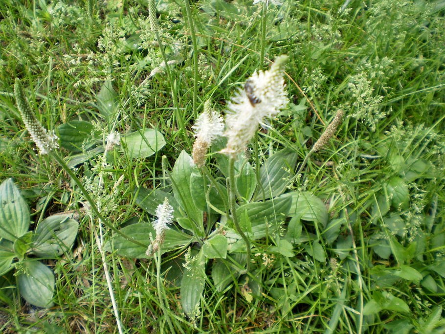 Триостренник морской