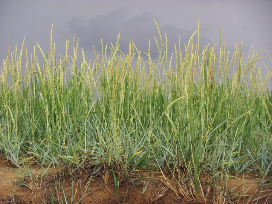 Подорожник Приморский фото