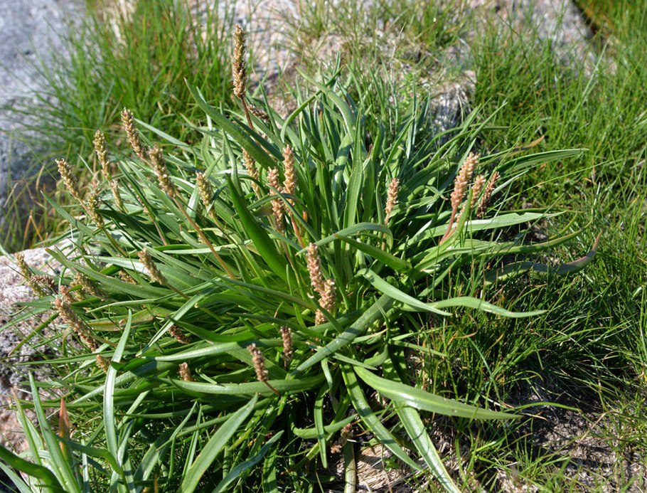 Подорожник морской (Plantago maritima l.),
