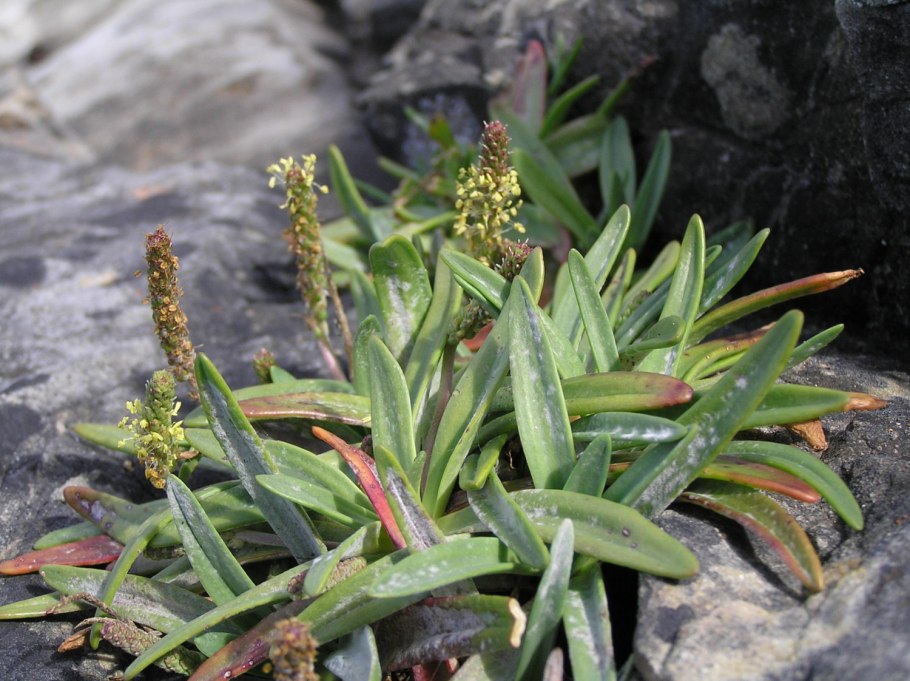 Подорожник Приморский фото