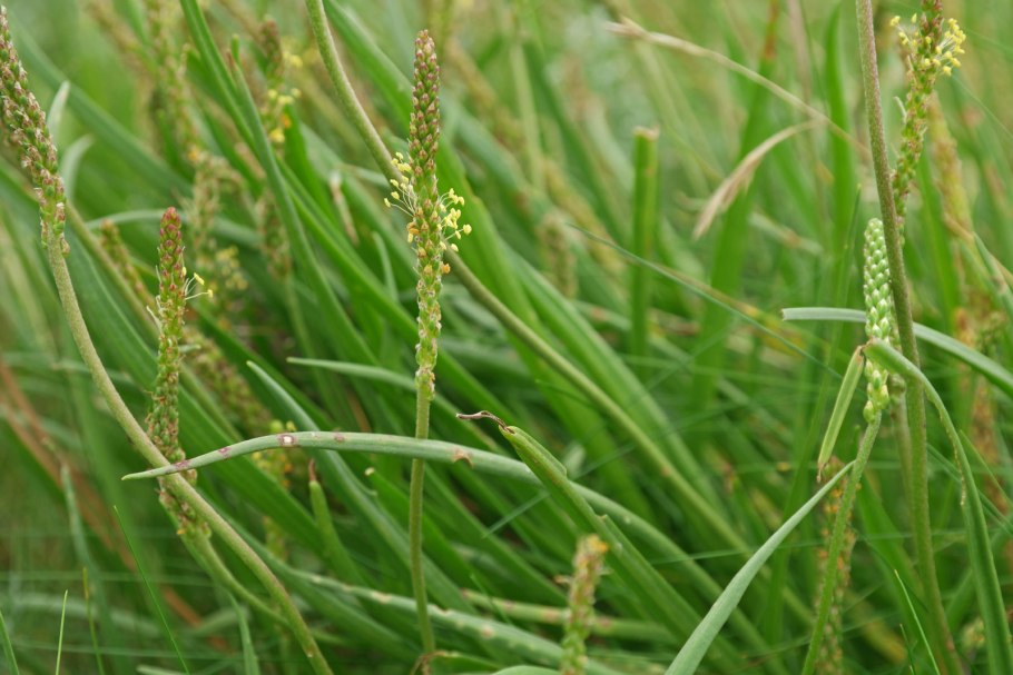 Plantago nivalis