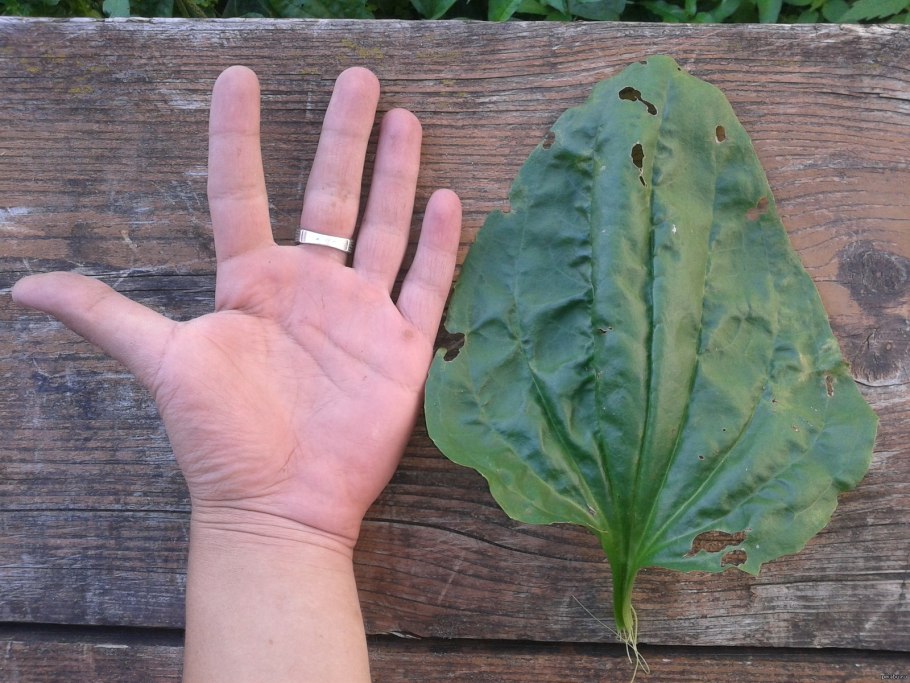 Лекарственное растение подорожник