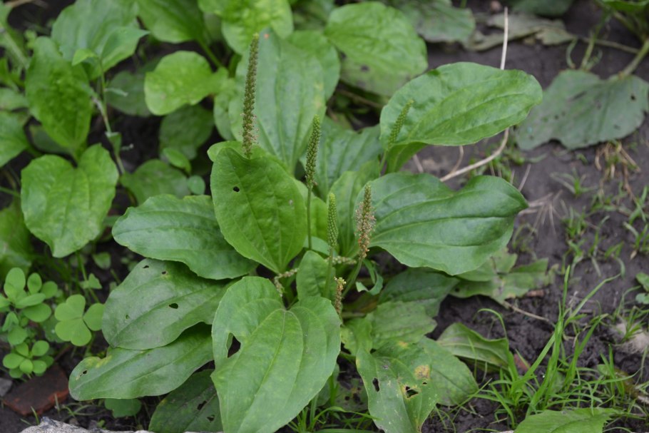 Plantago major