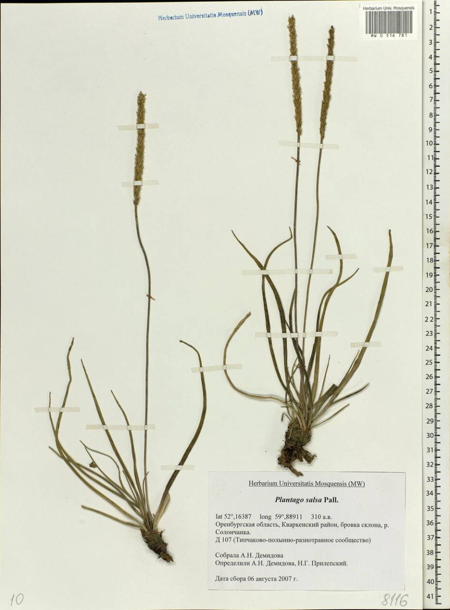 Подорожник Патагонский