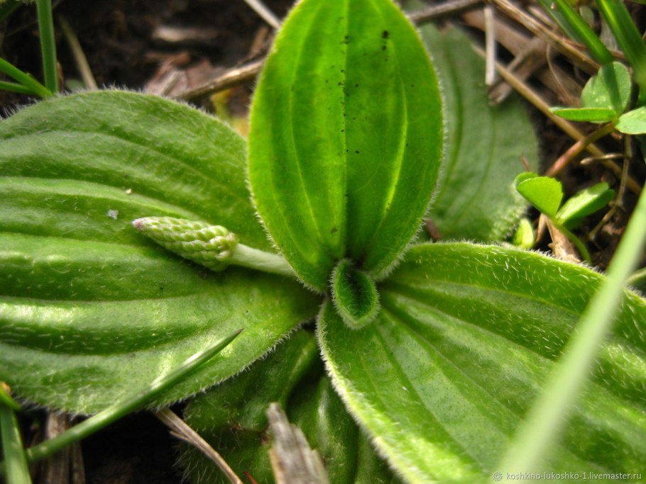 Подорожник средний плантариум