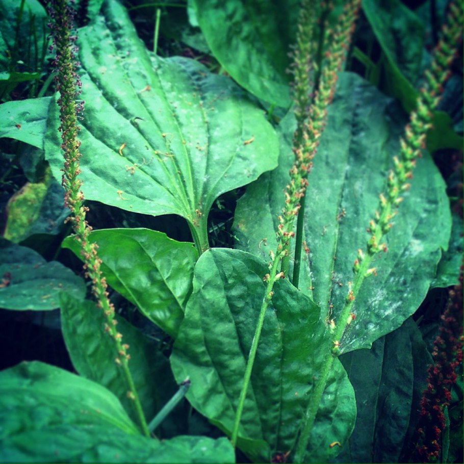 Broadleaf Plantain