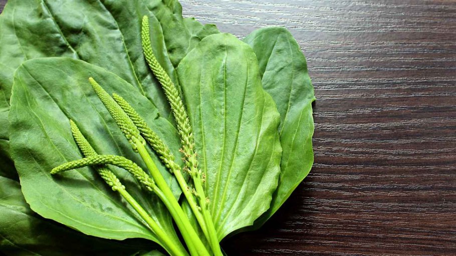 Подорожник лист