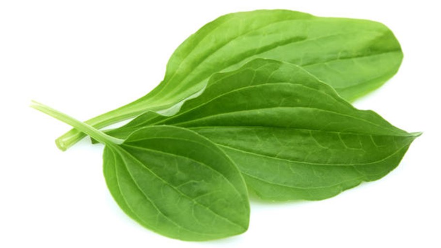 Растение подорожник