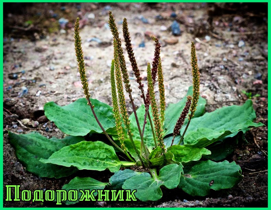 Подорожник большой
