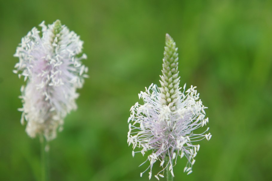 Подорожник средний соцветие
