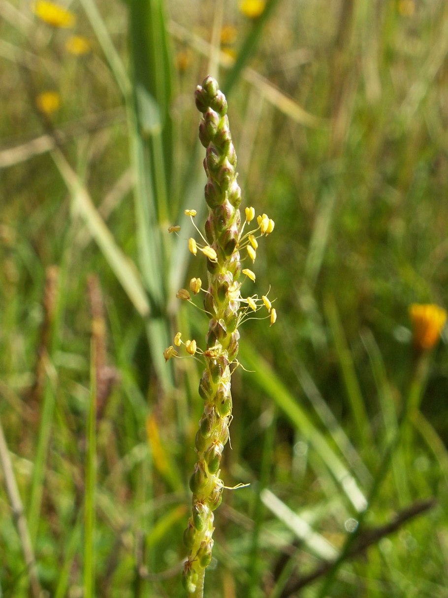 Plantago maritima