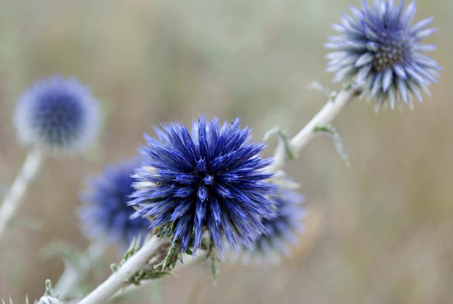 Мордовник Сноу Кинг