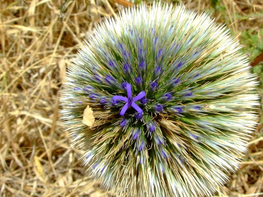 Мордовник обыкновенный (Echinops ritro)