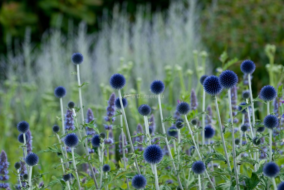 Мордовник обыкновенный Эхинопс