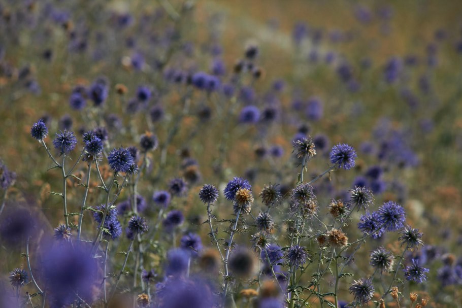 Мордовник обыкновенный ritro