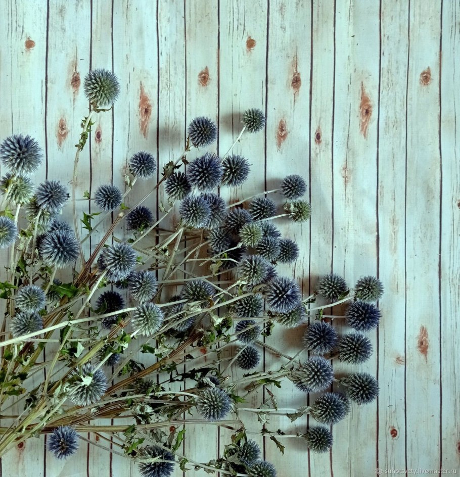 Мордовник и синеголовник