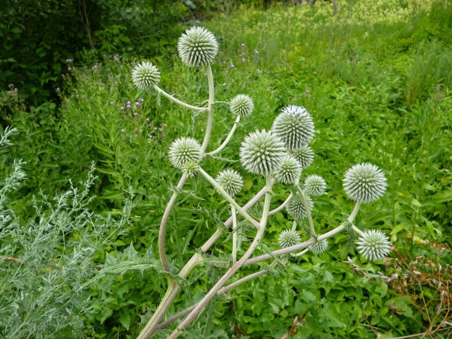 Мордовник обыкновенный (Echinops ritro)