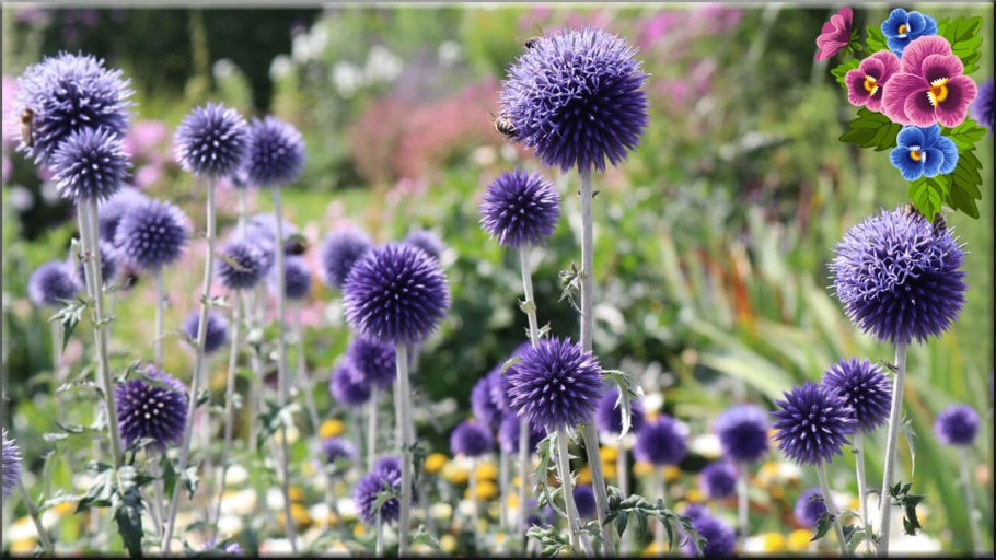 Мордовник шароголовый