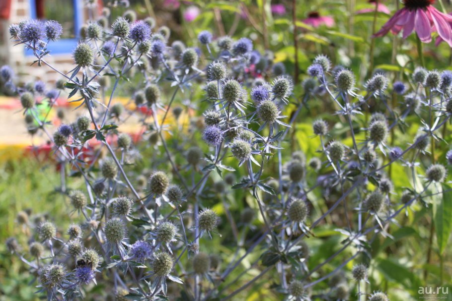 Синеголовник eryngium