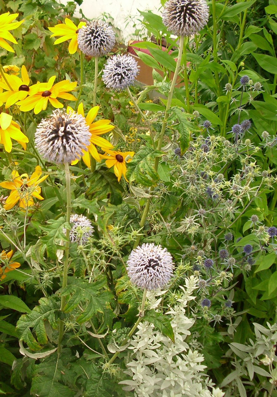 Мордовник и синеголовник