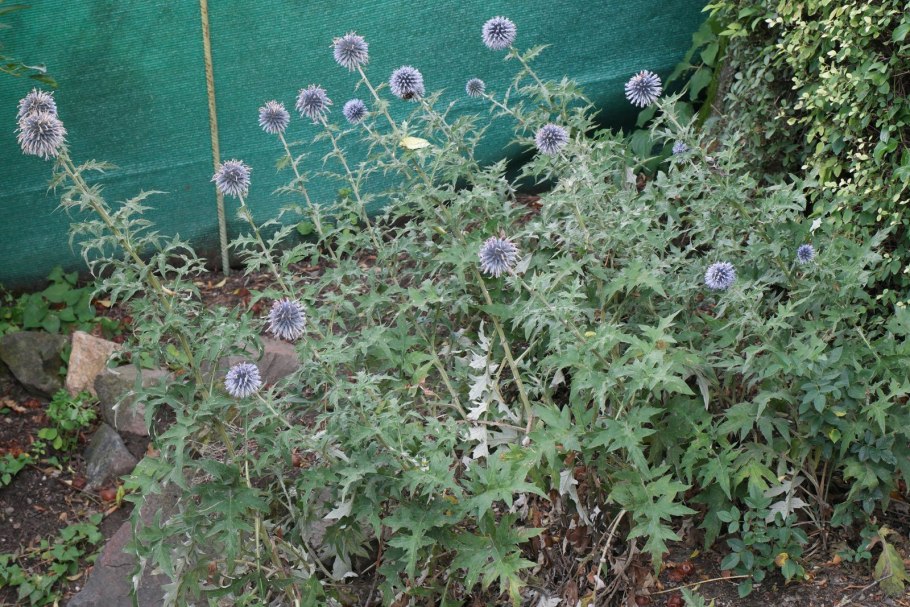 Мордовник echinops ritro