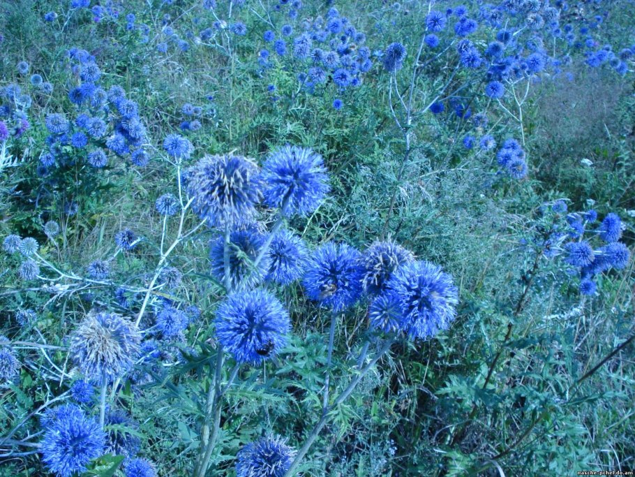 Мордовник широколистный