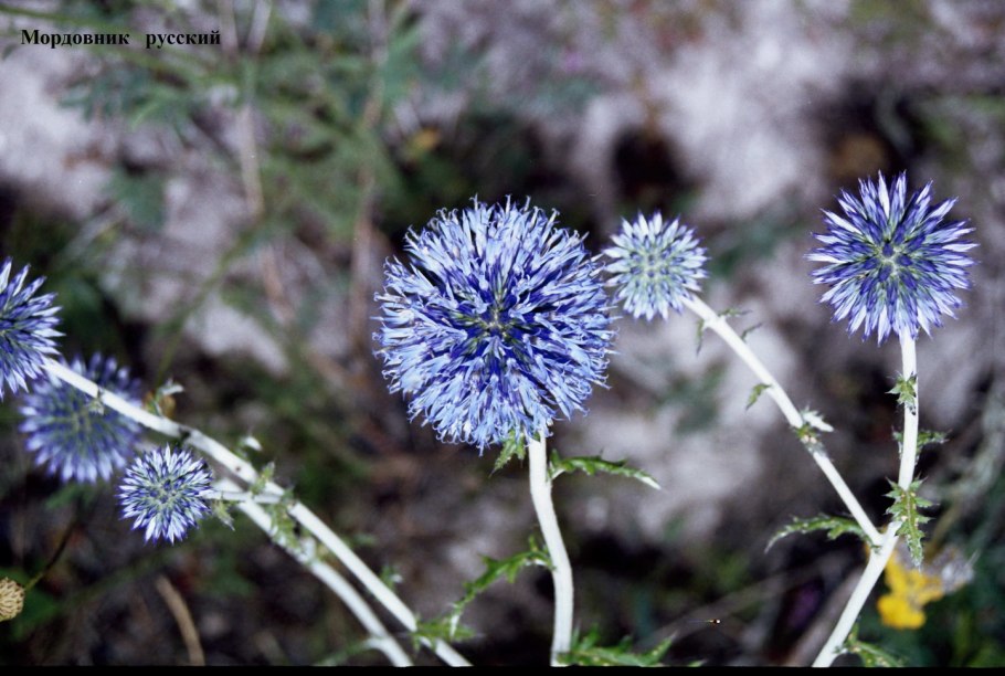 Татарник мордовник