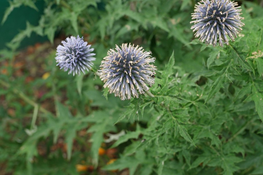 Мордовник обыкновенный