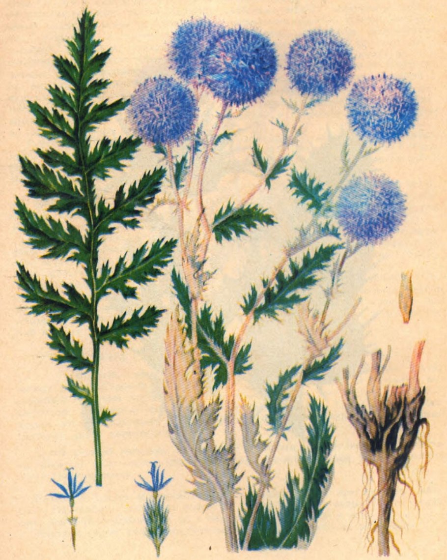 Мордовник шароголовый