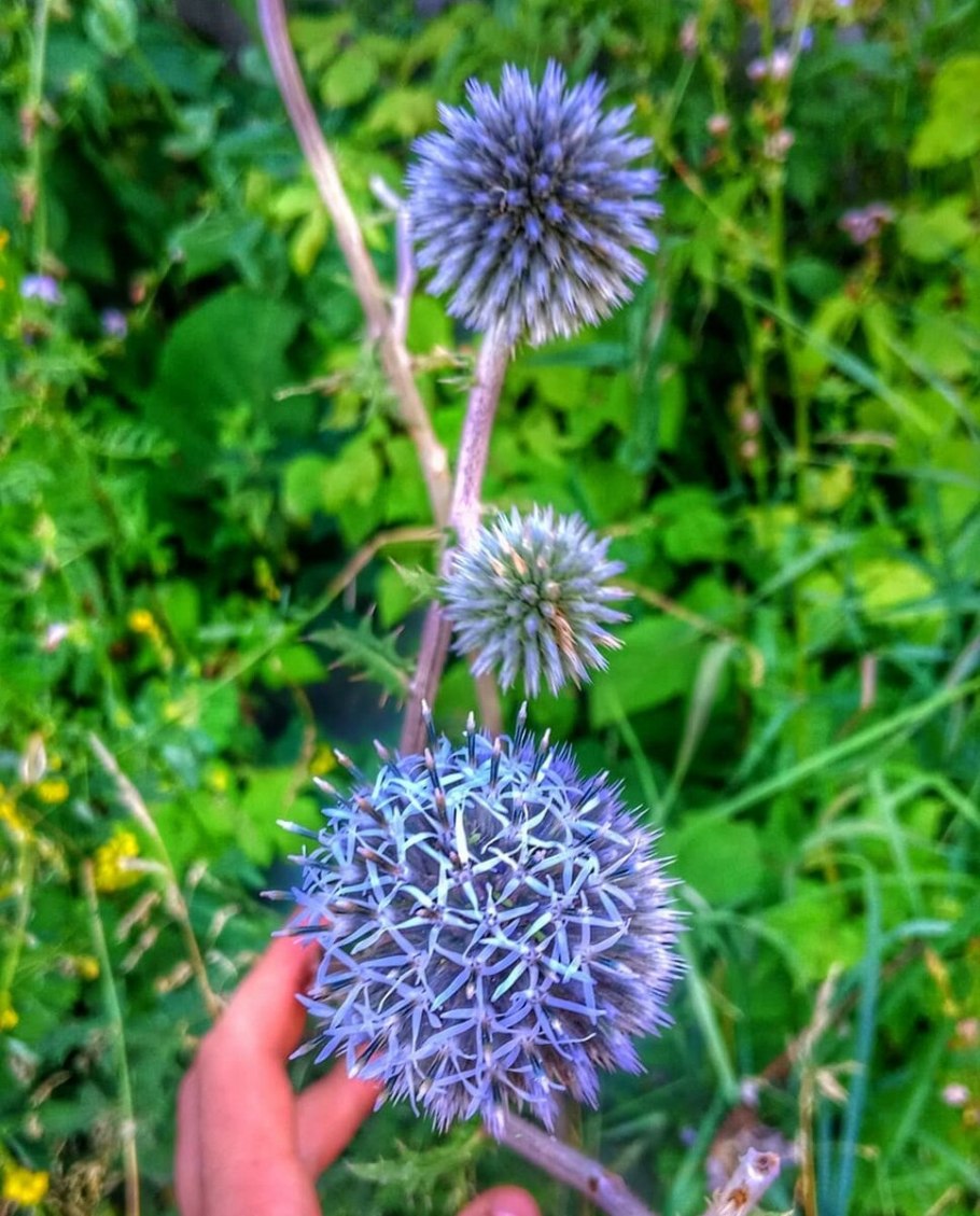 Мордовник обыкновенный ritro