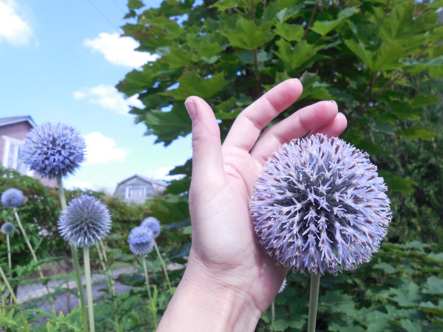 Мордовник обыкновенный (Echinops ritro)