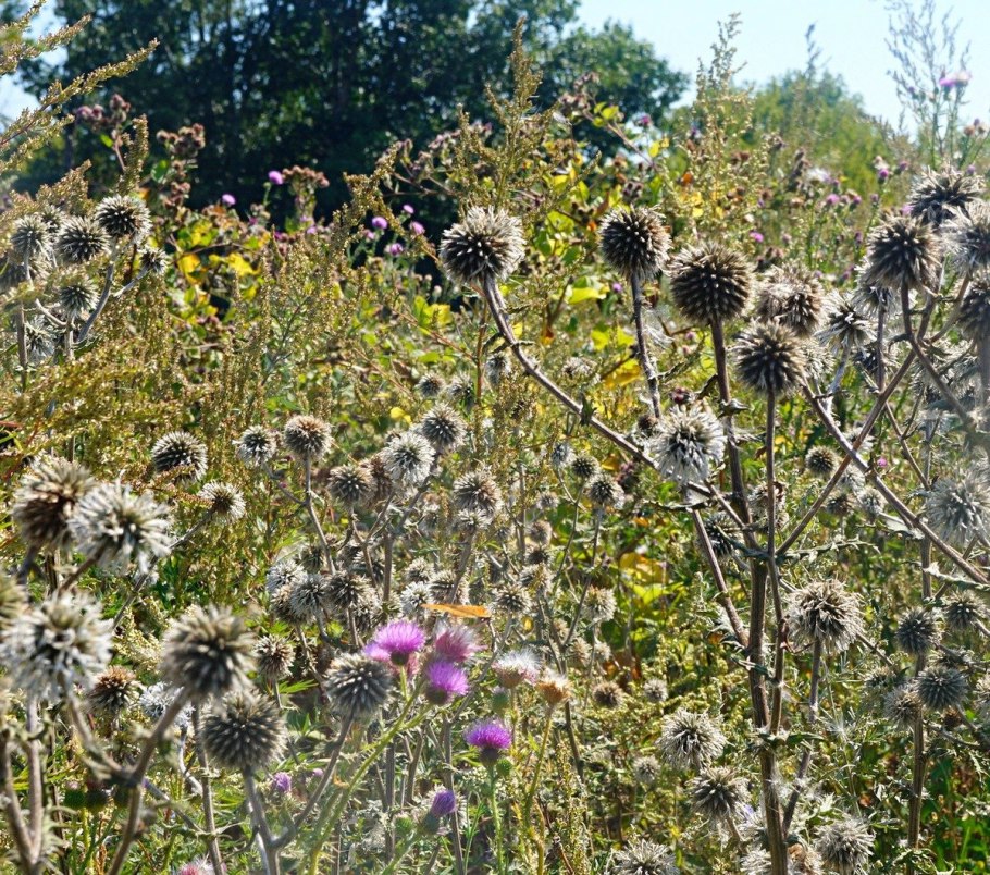 Мордовник Блю Глоб