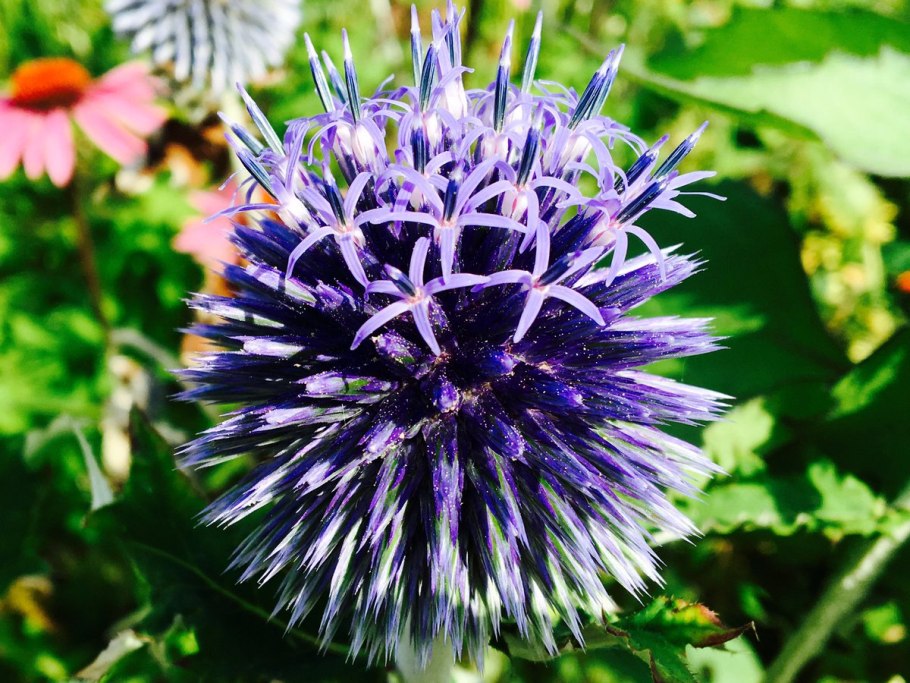 Мордовник ritro