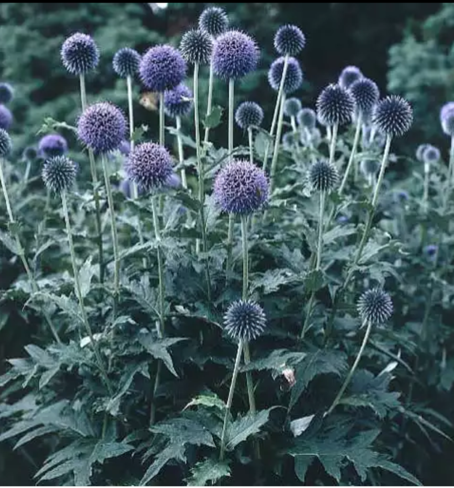 Мордовник курчавый