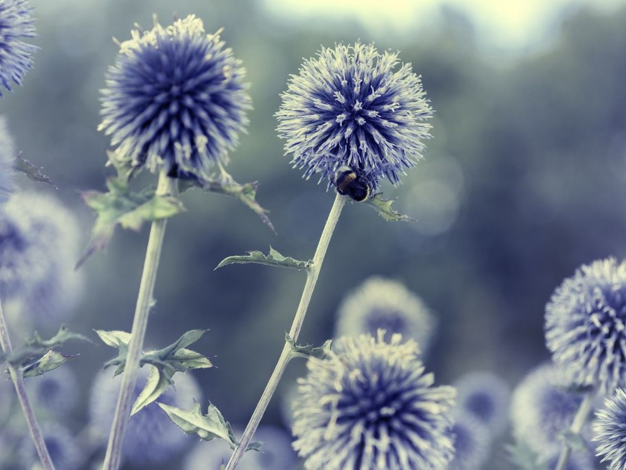 Мордовник шароголовый растение