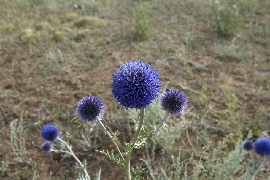 Echinops latifolius