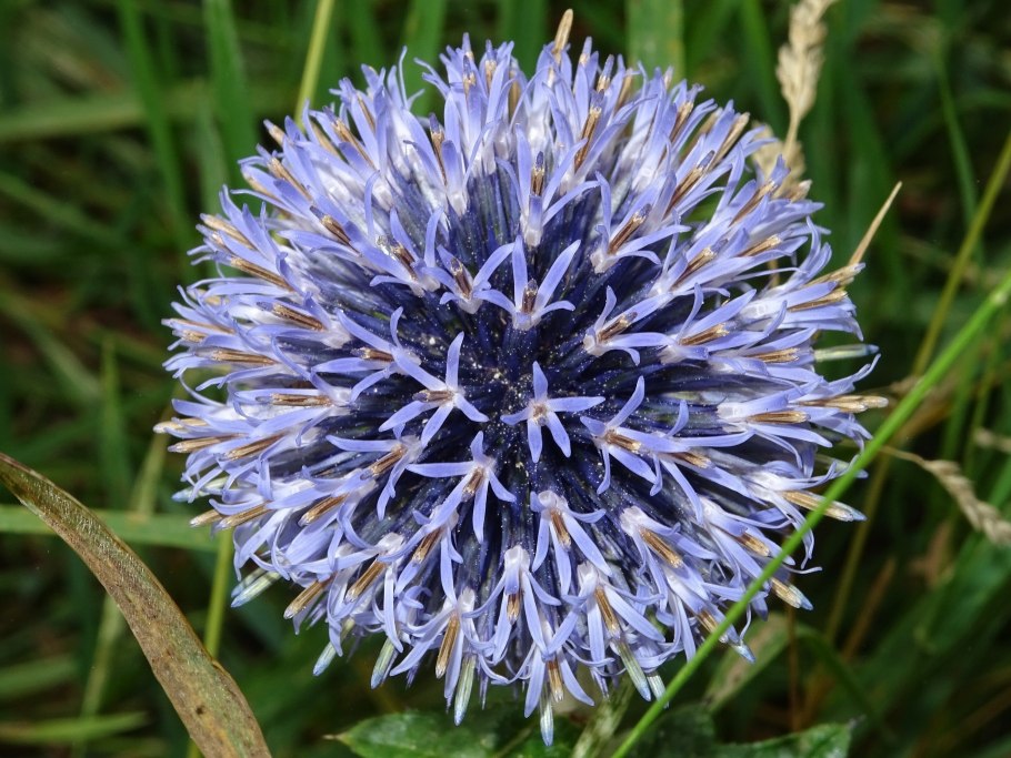 Мордовник (Echinops ritro) i