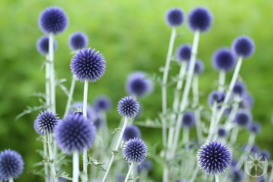 Мордовник обыкновенный ritro