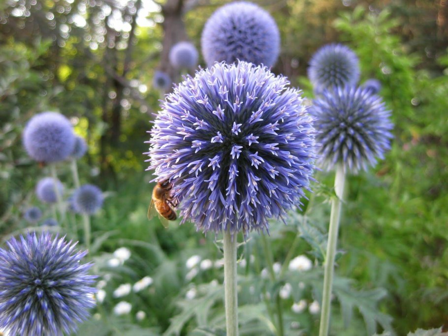 Мордовник шароголовый