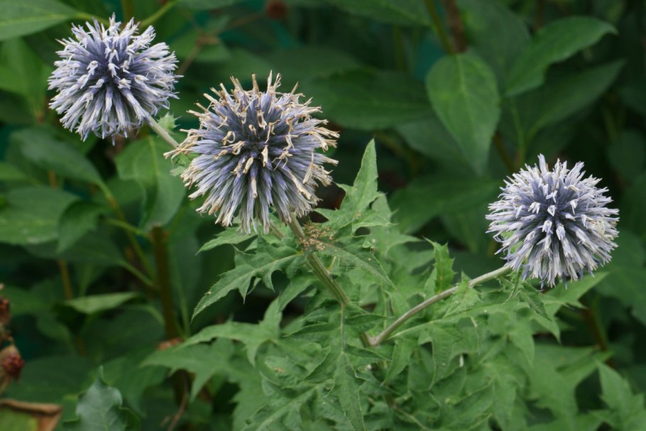 Мордовник Арктик Сноу